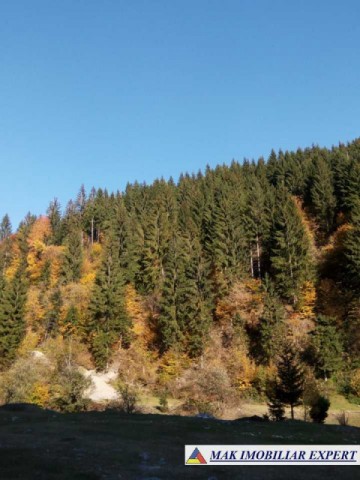 padure-de-6400-mp-in-leresti-dobreasa-mare-oportunitate-ecologica-unica-2